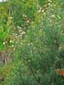 Grevillea banksii