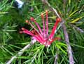 Grevillea juniperiana