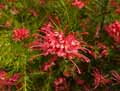 Grevillea rosmarinifolia