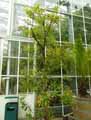 Hakea salicifolia