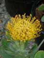 Leucospermum copper Carnival