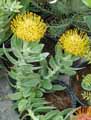 Proteaceae-Leucospermum-copper-Carnival-Pelote-d-epingles.jpg