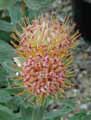 Leucospermum cordifolium