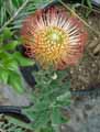 Leucospermum cordifolium