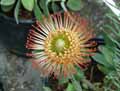 Leucospermum cordifolium