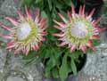 Protea cynaroides Little Princess