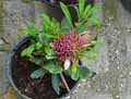 Telopea Braidwood Brillant