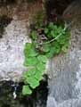 Adiantum capillus-veneris