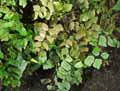 Adiantum peruvianum
