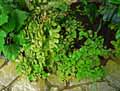 Adiantum peruvianum