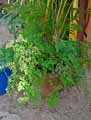Adiantum raddianum