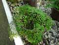 Adiantum raddianum Weigandii