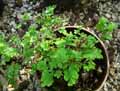 Adiantum raddianum Weigandii