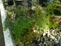 Adiantum raddianum Weigandii