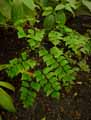 Adiantum trapeziforme