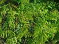 Adiantum venustum
