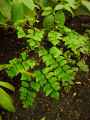 Adiantum trapeziforme