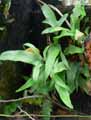 Pteris cretica
