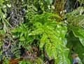 Pteridaceae-Pteris-lidgatii-Pteris.jpg
