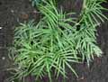 Pteridaceae-Pteris-multifida-Pteride-multifide.jpg