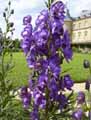Aconitum napellus