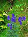 Aconitum napellus
