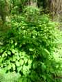 Actea spicata