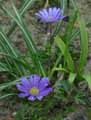 Ranunculaceae-Anemone-apennina-Anemone-des-apennins.jpg