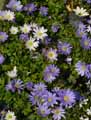 Ranunculaceae-Anemone-blanda-Anemone-de-Grece.jpg