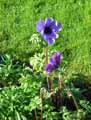 Ranunculaceae-Anemone-coronaria-Anemone-courronnee-Anemone-de-Caen.jpg