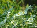 Anemone japonica