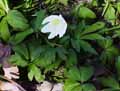 Ranunculaceae-Anemone-nemorosa-Anemone-des-bois-Anemone-sylvie-Sylvie.jpg