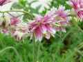 Ranunculaceae-Aquilega-vulgaris-Nora-Barlow-Ancolie-20131128074556.jpg