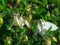 Ranunculaceae-Aquilegia-viscosa-ssp.-hirsutissima-Ancolie-des-Causses-Ancolie-visqueuse.jpg
