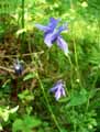 Ranunculaceae-Aquilegia-vulgaris-Ancolie-commune.jpg