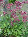 Aquilegia x vulgaris