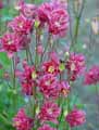 Aquilegia x vulgaris