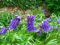 Aquilegia x vulgaris
