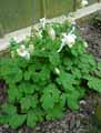 Aquilegia x vulgaris