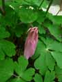 Aquilegia x vulgaris