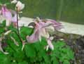 Aquilegia x vulgaris