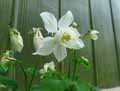 Ranunculaceae-Aquilegia-x-vulgaris-Ancolie-commune.jpg