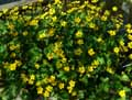 Caltha palustris