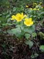 Caltha palustris