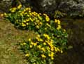 Caltha palustris
