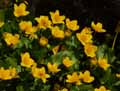 Caltha palustris