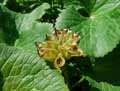 Caltha palustris