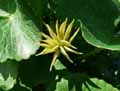 Caltha palustris