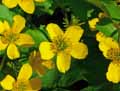 Caltha palustris