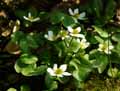 Caltha palustris alba